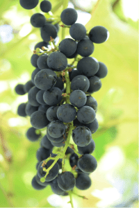 Grapes
